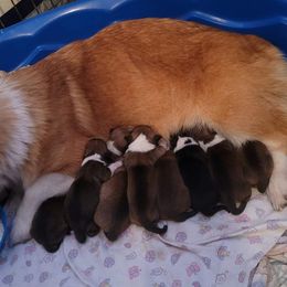 Pembroke Welsh Corgi Puppies from STR Corgis