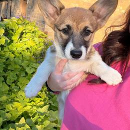 Mack-Female 1 - Sable female Pembroke Welsh Corgi puppy in Cooper, Texas from S7 Corgis and Chaos