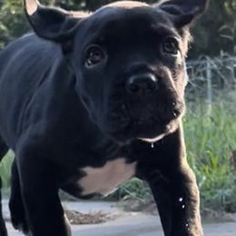 Cane Corso Puppies from Venom Cane Corsos