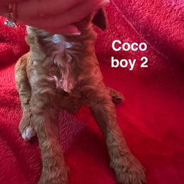 AKC Boy 2 - Red  male Poodle puppy in Southwest Ranches, Florida from Herringbone ‘s Poodles