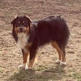 Cain - Australian Shepherd