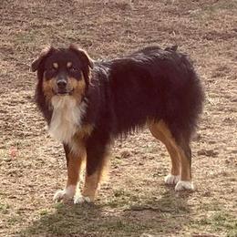 Cain - Australian Shepherd