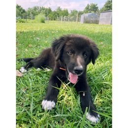 Bordoodle Puppies from The Weekend Farm
