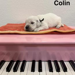 Colin - Light golden male Golden Retriever puppy in Conroe, Texas from Tails of Cypress