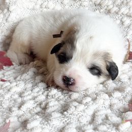 Haze - White and badger male Great Pyrenees puppy in Tioga, Pennsylvania from Davis Pyrs of the Northern Tier