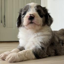 Boy 3 - White and blue merle male Bordoodle puppy in Shelton, Washington from Prophecy Kennels