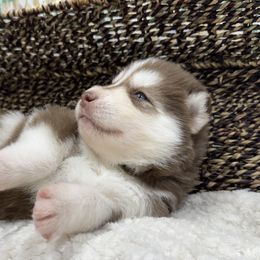 Lupus - Brown and white Siberian Husky puppy in Columbus, Nebraska from Happy Howlin' Smokey Mountain Huskies