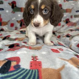 Dachshund Puppies from Weenie Haven