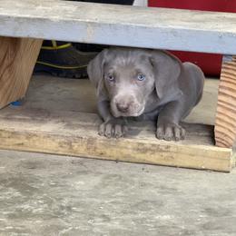 Silver boy 1 - Silver gray male Weimaraner puppy in Lancaster, Kentucky from Heavy Hollow Farm