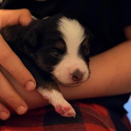 Lilly - Black tri female Miniature Australian Shepherd puppy in Harpers Ferry, West Virginia from Carter's Cuties