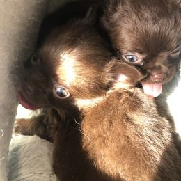 Teddy - Chocolate male Chihuahua puppy in Amelia, Virginia from Pannell’s Precious Pups