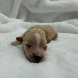 Boy 4 - Red male Maltipoo puppy in Denair, California from 209PuppiesCaliforniaMaltipoo