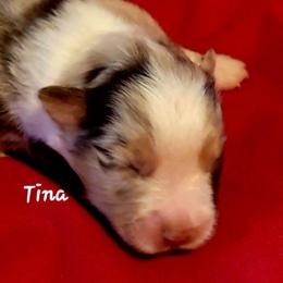 Tina - Red merle female Miniature Australian Shepherd puppy in Waxhaw, North Carolina from Cane Creek Aussies