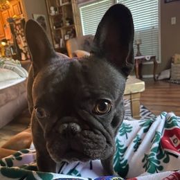 French Bulldogs from Michelle's French Bulldogs