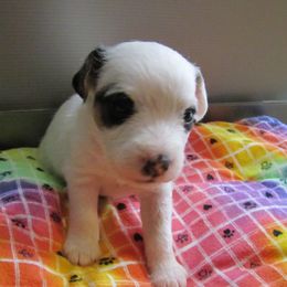 Jack Russell Terrier Puppies from Spritely Jack Russell Terriers