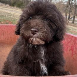 Roland - Brown and white male Aussiedoodle puppy in Oklahoma City, Oklahoma from Foneb Farm - The F1B Farm