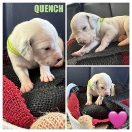 Quench - White and black female Dalmatian puppy in Des Moines, Iowa from Spot Splattered Dalmatians