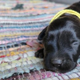Banana - Black female Bouvier des Flandres puppy in Drury, Missouri from Black Bears Critters