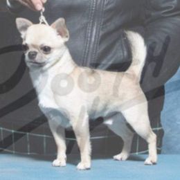 BJ - Chihuahua