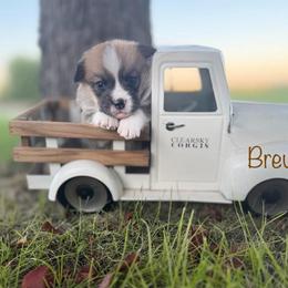 Brew - Red male Pembroke Welsh Corgi puppy in Rose, Nebraska from Clearsky Corgis