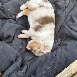 Tanzy - Red merle female Australian Shepherd puppy in Brownfield, Maine from Misty Feather Aussies