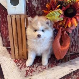 Kasey - Blue female Pomsky puppy in Bucyrus, Missouri from Hill Top Pomskies