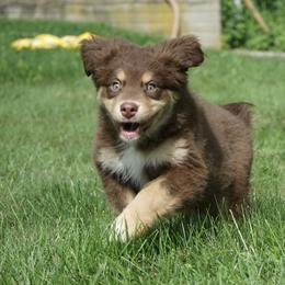 Garnet - Red tri-color female Australian Shepherd puppy in Holmesville, Ohio from Coffee Run Spring at Miller Farms