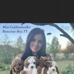 Cavapoo, Goldendoodle, and Poodle Puppies from Green Ranch Doodles