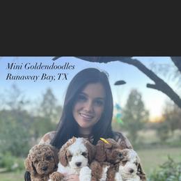 Cavapoo, Goldendoodle, and Poodle Puppies from Green Ranch Doodles