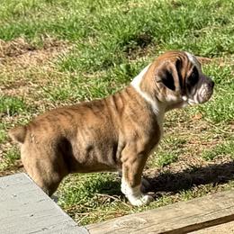 Dana - Brindle female Boxer puppy in Hattiesburg, Mississippi from Sisco Boxers Tennessee