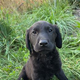 Labrador Retriever Puppies from Creekside Canines