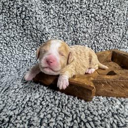 Granite - Red male Bernedoodle puppy in Rose Hill, North Carolina from Red Door Canines