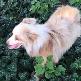 Diesel - Toy Australian Shepherd