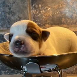 Girl 2 - female Australian Cattle Dog puppy in Reed Point, Montana from Heelers and Highlands