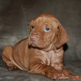 Vizslas from Prairie Ridge Vizslas