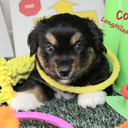 Coal BTM5 - Black tri male Miniature Australian Shepherd puppy in Elgin, Oregon from LongMile Aussies
