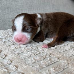 Girl 2 - Red tri-color female Australian Shepherd puppy in Oakridge, Oregon from Middle Fork Australian Shepherds