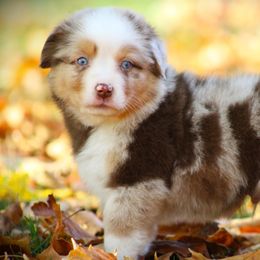 Elton - Red merle male Miniature Australian Shepherd puppy in Menomonee Falls, Wisconsin from Hunt N Oaks
