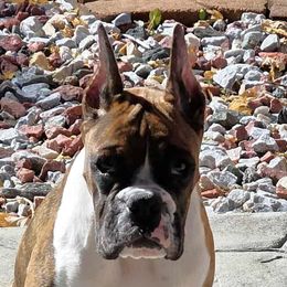 Boxers from Halo Boxers