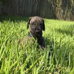 Doberman Pinscher and Great Dane Puppies from Draggin Dobermans & Great Danes