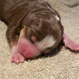 Red Tri Girl 2 - Red tri female Miniature Australian Shepherd puppy in Somerset, Kentucky from Natural Life Ranch