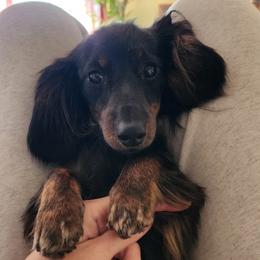 Willow - Dachshund
