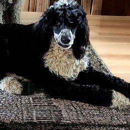 Suzie - Sheepadoodle
