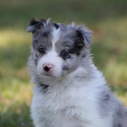 Female 2 - Blue merle female Border Collie puppy in Tylertown, Mississippi from Cool Meadow Farms
