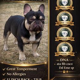 Ozzy - French Bulldog
