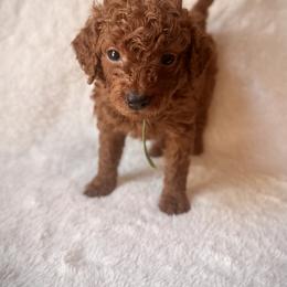 Leo - Red  male Goldendoodle puppy in Ogden, Utah from Abby Chaffee