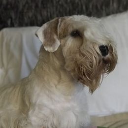 Sealyham Terrier puppies from Alibi Sealyham Terriers
