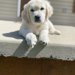 Golden Retriever Puppies from Life is Golden Retrievers