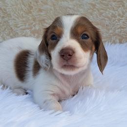 3000.. Raya - Chocolate and tan female Dachshund puppy in Winter Haven, Florida from Gateway 2 Little Paws