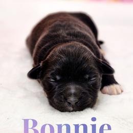 Bonnie - Black & white female Miniature Australian Shepherd puppy in Mc Alester, Oklahoma from Angel's Aussies